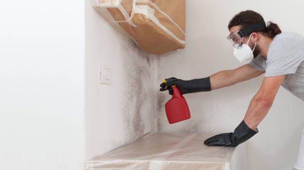 Professional Basement Mold Remediation technician working in Delta, PA
