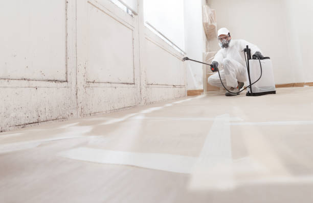 24/7 Emergency Basement Mold Remediation experts in Delta, PA